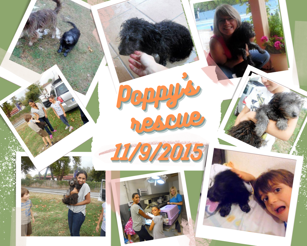 Poppy's Miracle – A Therapeutic Story About ADHD, Neurodiversity & Finding Your Gift
